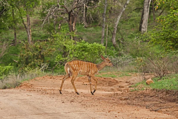 Nyala Female Tragelaphus Angasii Crossing Road Kruger National Park South — Fotografia de Stock