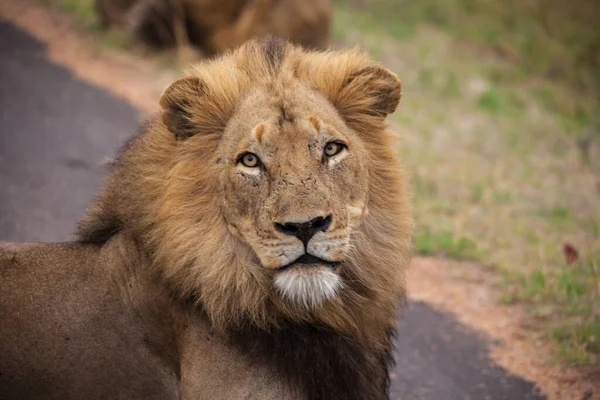Dominant Male Lion Panthera Leo Rainy Morning Kruger National Park — Photo
