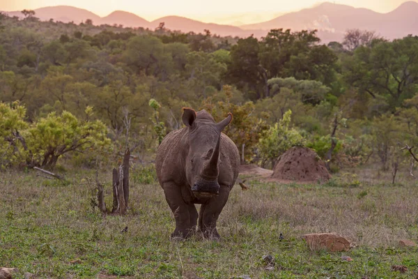 Large White Rhino Bull Ceratotherium Simum Kruger National Park South — Fotografia de Stock