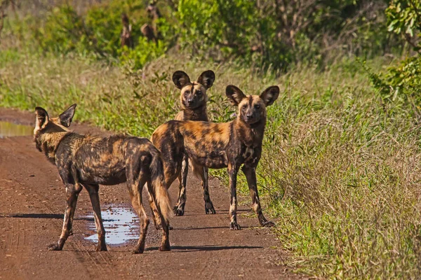 Cão Africano Wid Também Conhecido Como Cão Pintado Lobo Pintado — Fotografia de Stock