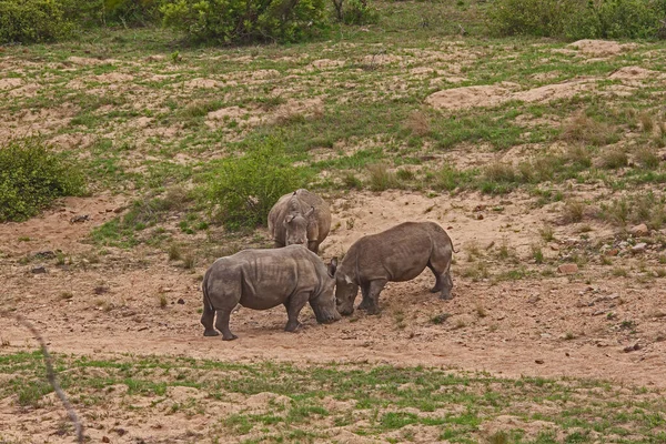 Two Dehorned White Rhino Ceratotherium Simum Squaring Fight Kruger National — Fotografia de Stock