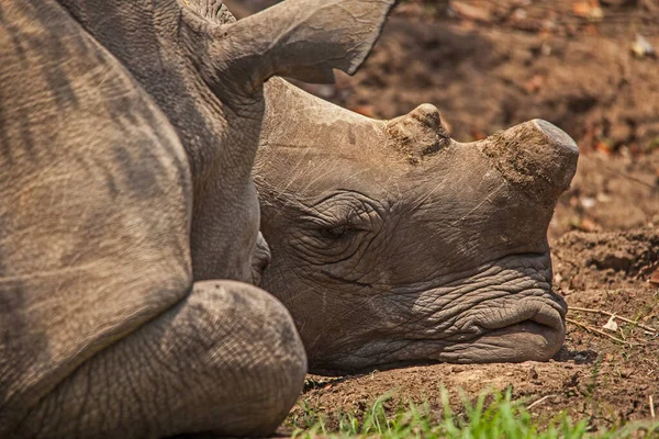 Two Dehorned White Rhino Ceratotherium Simum Sleeping Kruger National Park — Fotografia de Stock