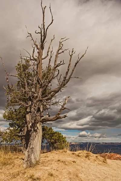 Limber Pine Pinus Flexilis Parku Narodowym Bryce Canyon Stanie Utah — Zdjęcie stockowe