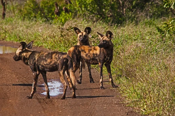 Cão Africano Wid Também Conhecido Como Cão Pintado Lobo Pintado — Fotografia de Stock