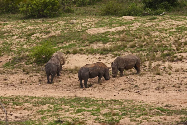 Two Dehorned White Rhino Ceratotherium Simum Squaring Fight Kruger National — Fotografia de Stock