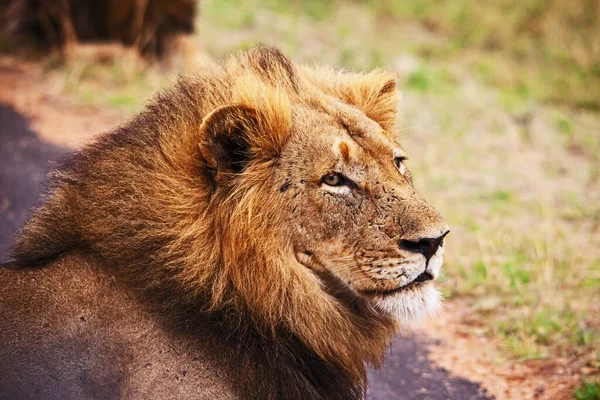 Доминирующий Лев Panthera Leo Дождливое Утро Национальном Парке Крюгера Южная — стоковое фото