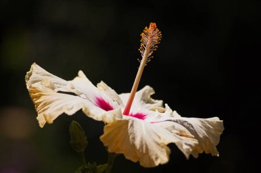 Koyu bir arka planda izole edilmiş tek bir sarı Hibiscus çiçeğinin makro görüntüsü