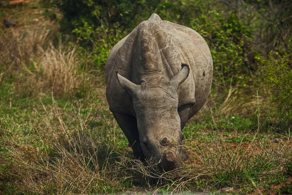 Dehorned White Rhino Ceratotherium Simum Kruger National Park South African — Fotografia de Stock