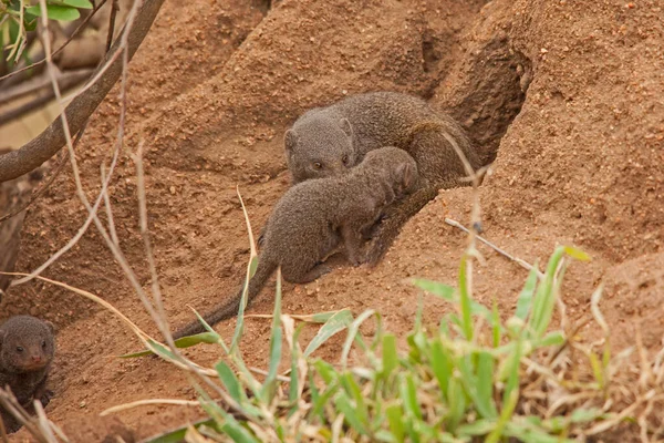 Bir cüce firavun faresi (Helogale parvula) yavrusunu emziriyor