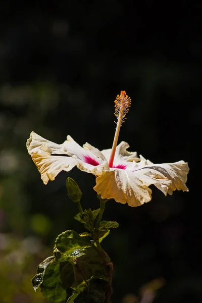 Single Yellow Hibiscus Flower Isolated Dark Background — Stock Photo, Image