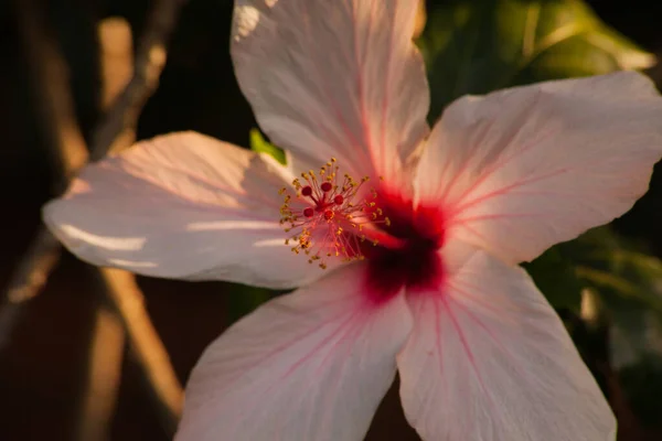 一つのバックライト付きハイビスカスの花 — ストック写真