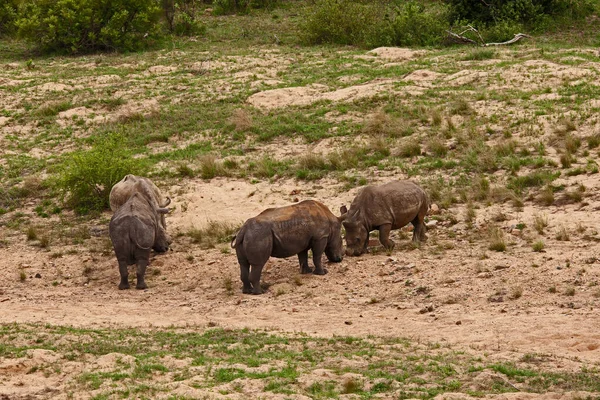 Dehorned White Rhino Ceratotherium Simum Parku Narodowym Kruger Południowoafrykańskie Parki — Zdjęcie stockowe