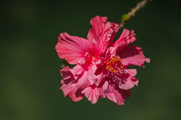 Vaaleanpunainen Hibiscus Kukka Tummalla Pohjalla — kuvapankkivalokuva