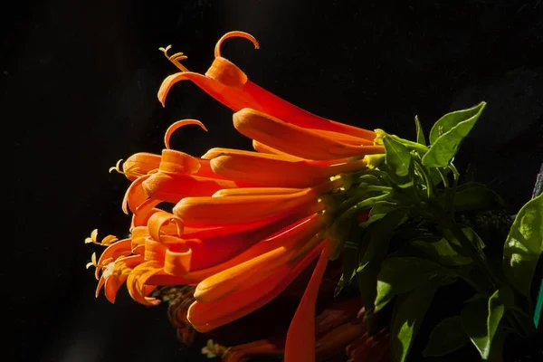 暗色の背景にオレンジ色のクルメットヴィーン Pyrostegia Venusta の明るい花を咲かせます — ストック写真