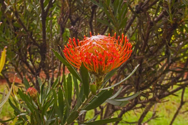 Single Picushion Protea Flower Leucospermum Cordifolium — Stock Photo, Image