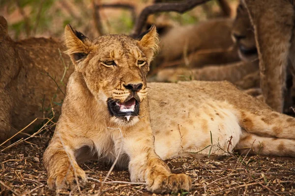 Group Sub Adult Lion Panthera Leo Resting Shade Small Tree — Fotografia de Stock