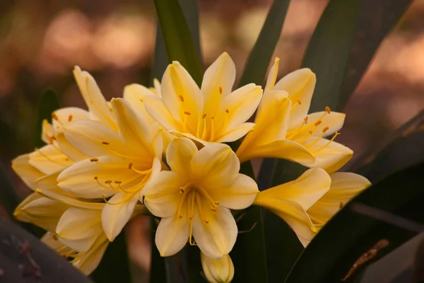 クリビアの黄色のハイブリッド Clivia Miniata — ストック写真