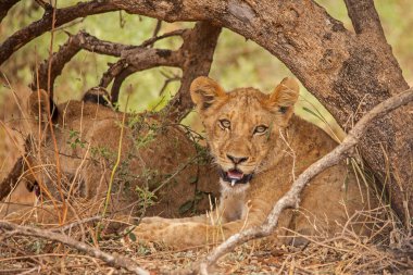 Kruger Ulusal Parkı 'nda sıcak bir günde küçük bir ağacın gölgesinde dinlenen bir grup alt-yetişkin aslan (Panthera leo). Güney Afrika