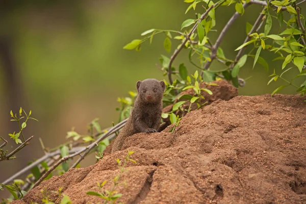 Dvärgen Mongoose Helogale Parvula Inte Bara Den Minsta Medlemmen Mongoose — Stockfoto