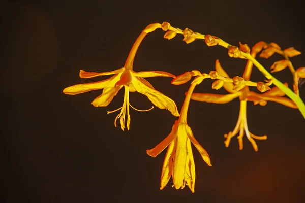 Orange Flowers Falling Star Crocosmia Aurea Dark Backgroun — Stock Photo, Image