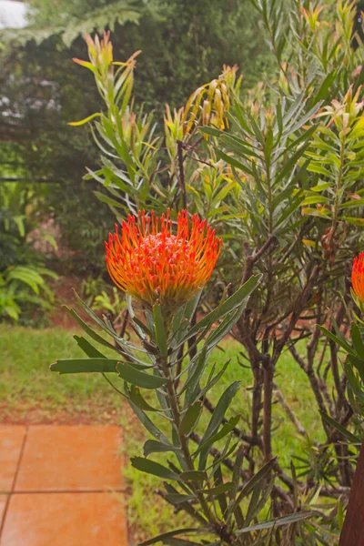 Pincushion Protea Leucospermum Cordifolium Jardim Rural Sul Africano — Fotografia de Stock