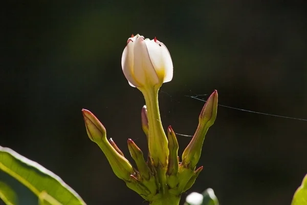 Primeiro Broto Palma Madagáscar Pachypodium Lamere — Fotografia de Stock