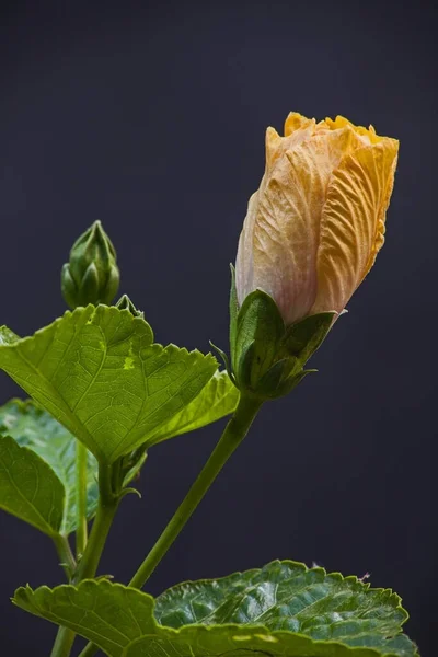 Yakında Yeşil Yapraklı Sarı Bir Hibiscus Çiçeğinin Tomurcuğu Açılacak — Stok fotoğraf