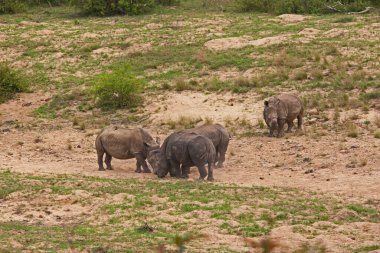 Kruger Ulusal Parkı 'nda boynuzsuz beyaz gergedan (Ceratotherium simum). Güney Afrika Ulusal Parkları, kaçak avlanmayı engellemek için gergedanları temizledi