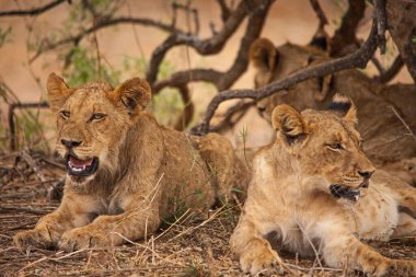 Kruger Ulusal Parkı 'nda sıcak bir günde küçük bir ağacın gölgesinde dinlenen bir grup alt-yetişkin aslan (Panthera leo). Güney Afrika