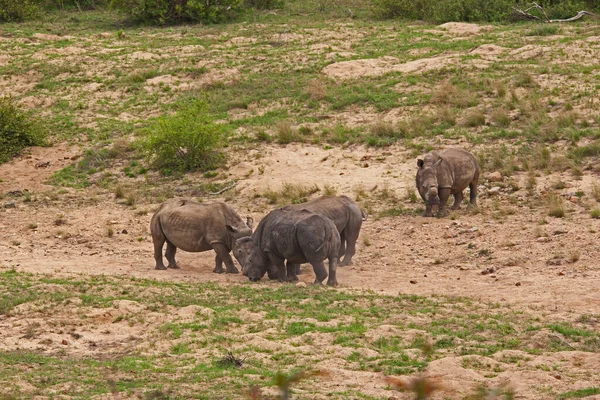 Dehorned White Rhino Ceratotherium Simum Kruger National Park Inglês Parques — Fotografia de Stock