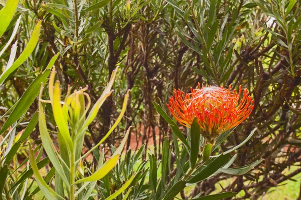 Single Picushion Protea Flower Leucospermum Cordifolium — Stock Photo, Image