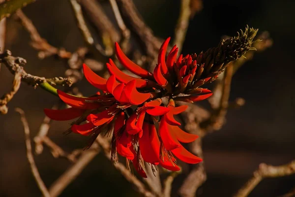 Közelkép Egy Vörös Korallfa Lysistemon Erythrina Virágról — Stock Fotó