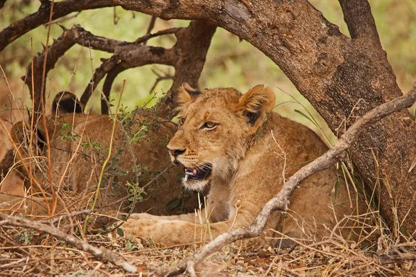 Grupp Undervuxna Lejon Panthera Leo Vilar Skuggan Ett Litet Träd — Stockfoto