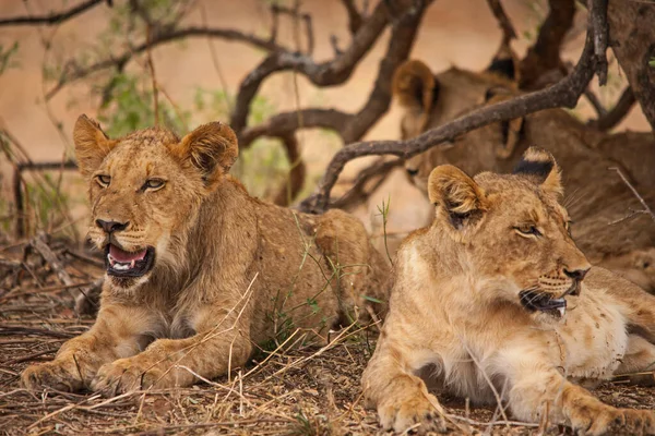 Grupp Undervuxna Lejon Panthera Leo Vilar Skuggan Ett Litet Träd — Stockfoto
