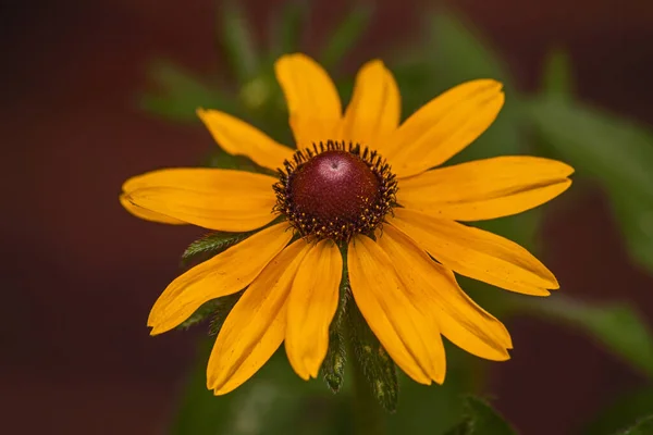 Sárga Kúpos Echinacea Paradoxa Egyetlen Sárga Echinacea Faj — Stock Fotó