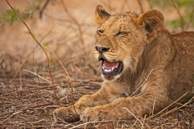 Kruger Ulusal Parkı 'nda sıcak bir günde küçük bir ağacın gölgesinde dinlenen bir grup alt-yetişkin aslan (Panthera leo). Güney Afrika