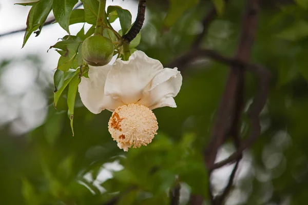 Close Image Flower Baobab Adansonia Digitata Tree — Stock Photo, Image