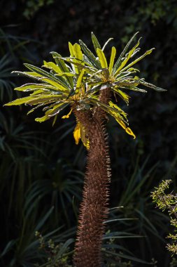 Yağmurdan sonra Madagaskar Palmiyesi (Pachypodium lamerei)