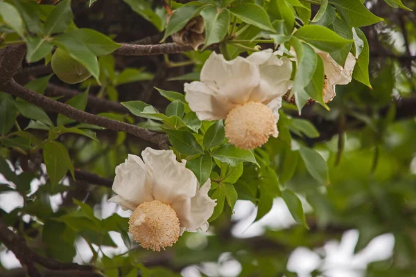 Yksi Kukka Baobab Adansonia Digitata — kuvapankkivalokuva