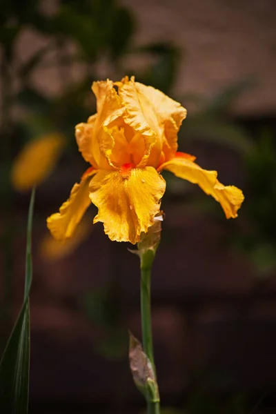 Single Bright Yellow Bearded Iris Flower Blurred Background — Stock Photo, Image