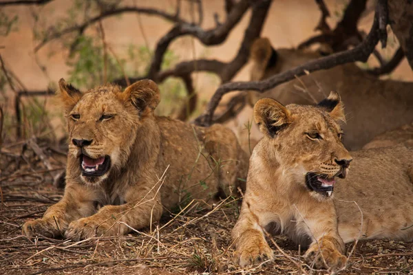 Группа Подростков Львов Panthera Leo Отдыхает Тени Маленького Дерева Жаркий — стоковое фото