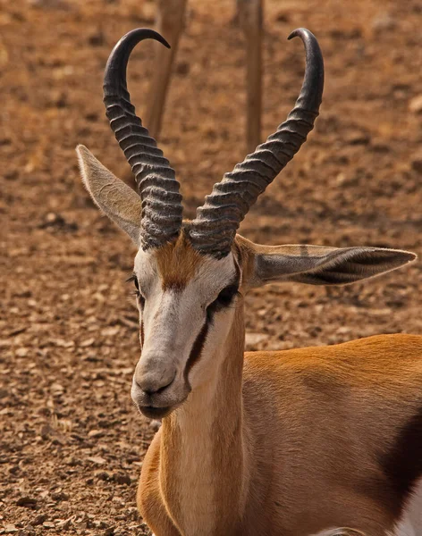 Jovem Springbok Antidorcas Marsupialis Kgalagadi Trans Frontier Park África Sul — Fotografia de Stock