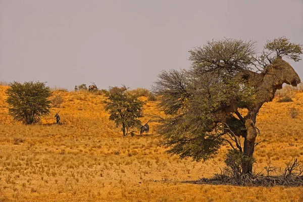 Oryx Gemsbok Oryx Gazella Shading Kalahari Midday Sun — Stock Photo, Image