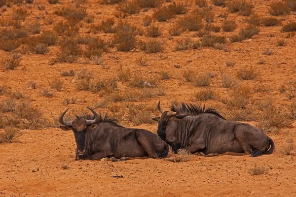 Two Common Wildebeest Connochaetes Taurinus Kgalagadi Transfrontier Park South Africa — Fotografia de Stock