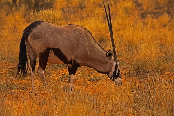 Lone Oryxgrazing Kgalagadi Trans Frontier Park South Africa — Stock Photo, Image