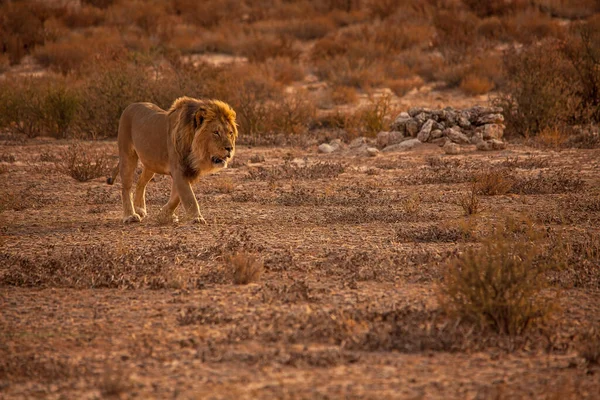 Мужской Лев Panthera Leo Патрулирует Свою Территорию Национальном Парке Kgalagadi — стоковое фото
