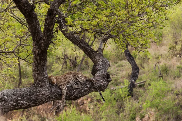 Leopard Panthera Pardus Sleeping Brach Marula Sclerocarya Birrea — стокове фото