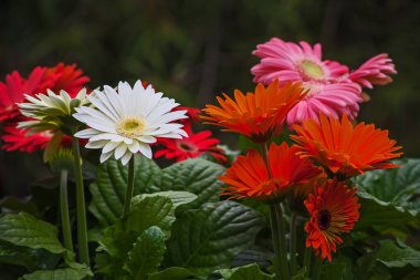 Different colored hybrids of Gerbera jamesonii