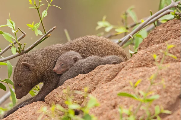 Dwarf Mongoose Helogale Parvula Mother Sleeping Baby Abandoned Anthill Kruger — Stock fotografie
