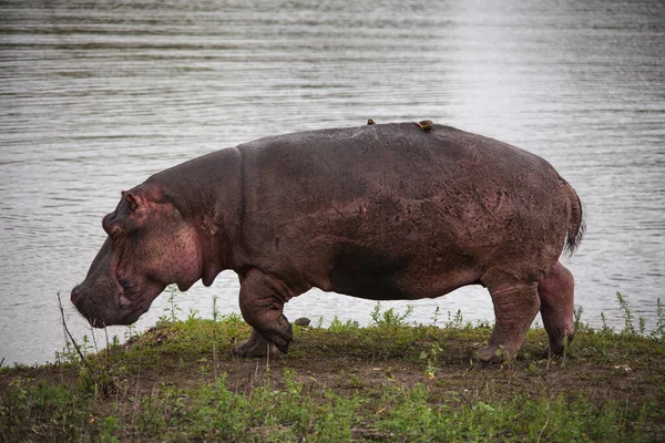 Гиппопотамус Hippopotamus Amphibius Пасущийся Краю Воды Национальном Парке Крюгер Южная — стоковое фото